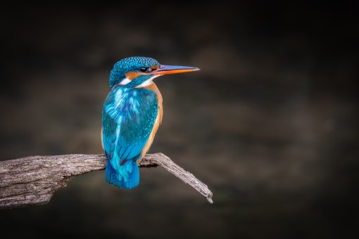 Dieren