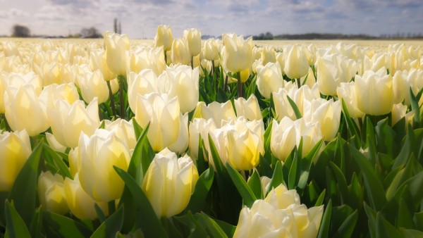 tulpen