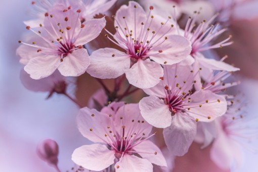Macro