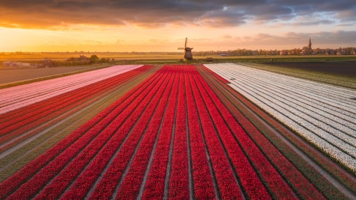 tulpen