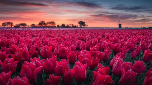 tulpen